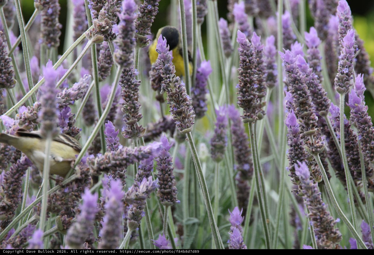 Bumblebee and Bird Foraging Among Purple Lavender Blooms