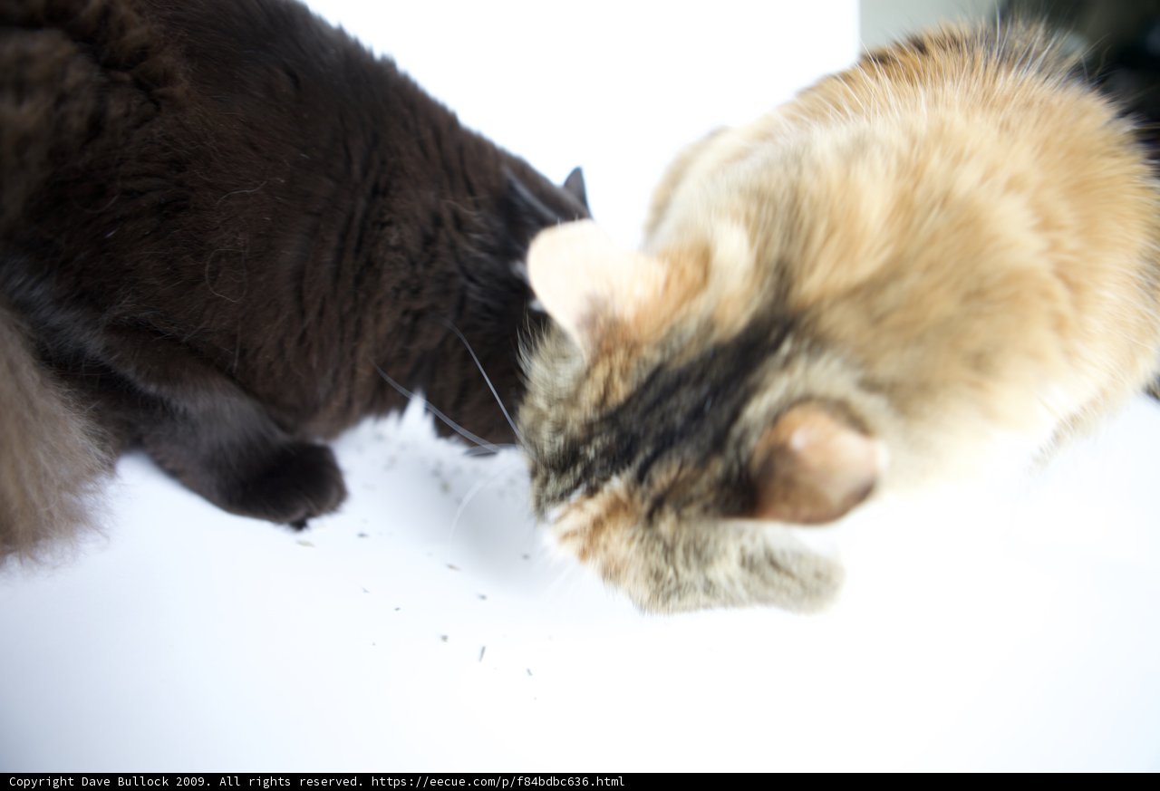 Feline Introduction