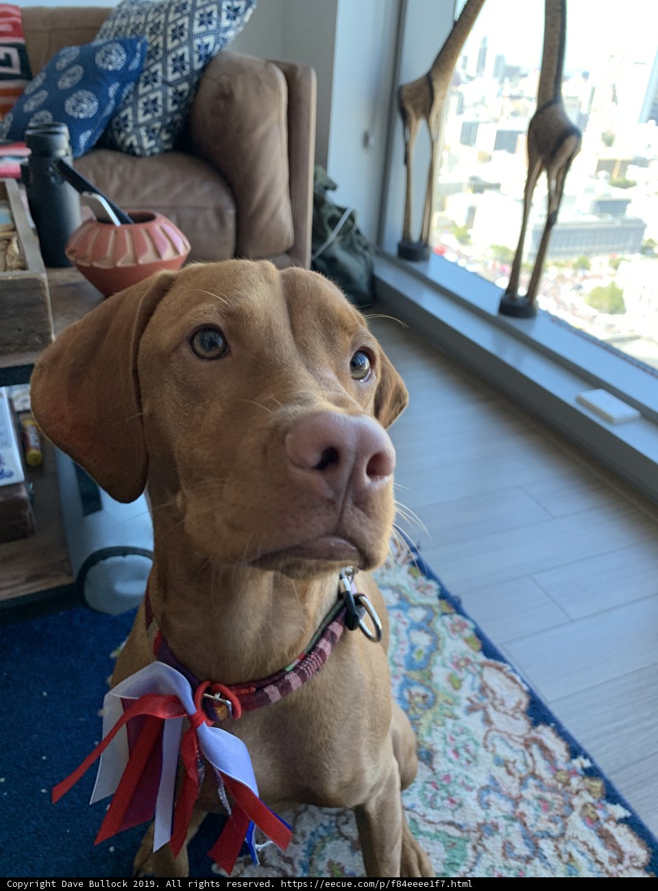 Adorable Vizsla with a Red Bow Collar Sitting on the Couch