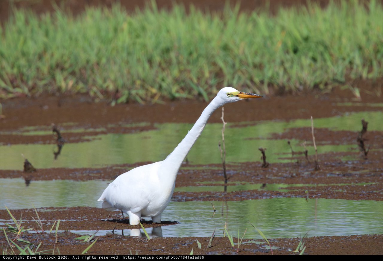 Great Egret Wading in Shallow Wetland Waters