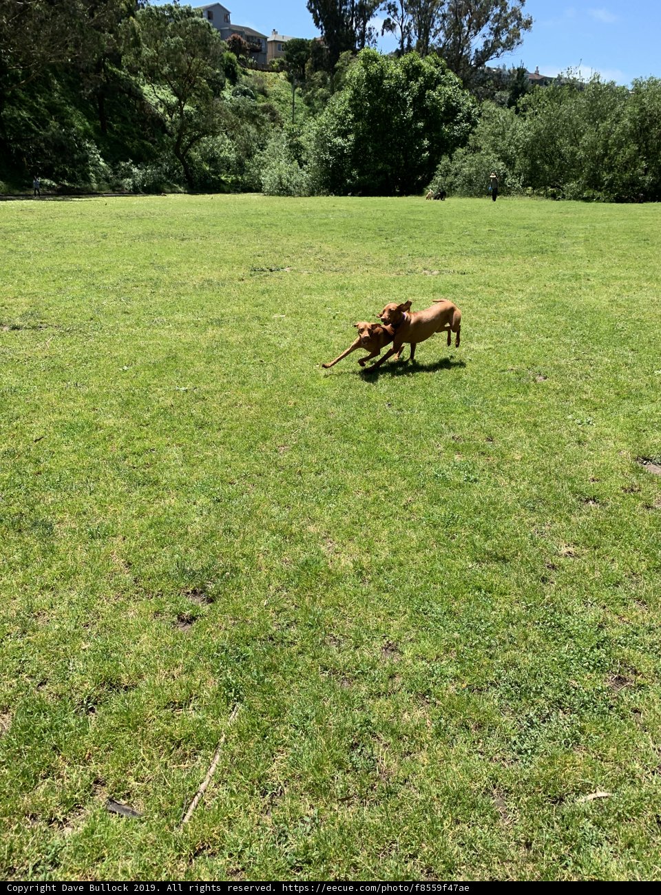 Playful Pup
