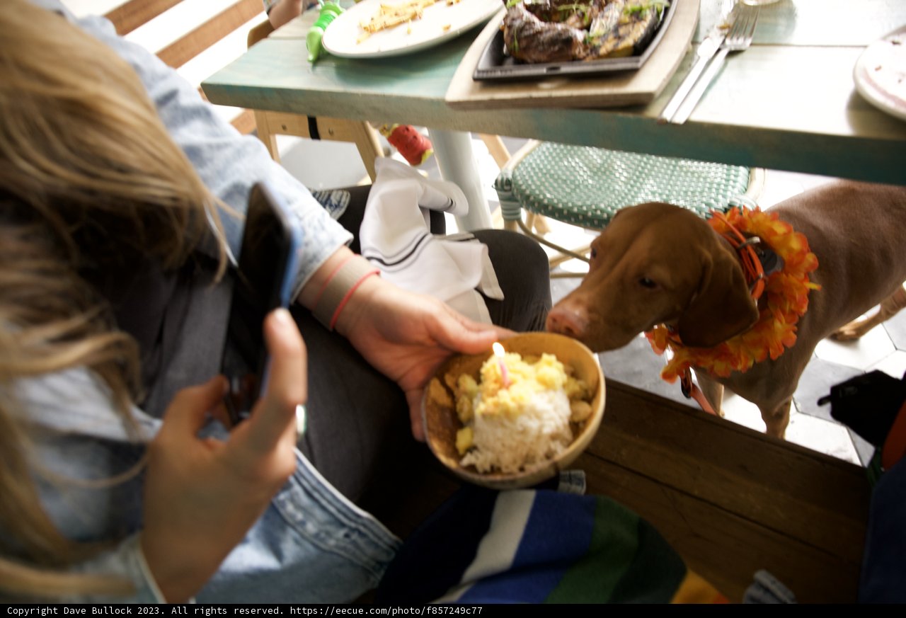 Canine Celebration: A Special Brunch