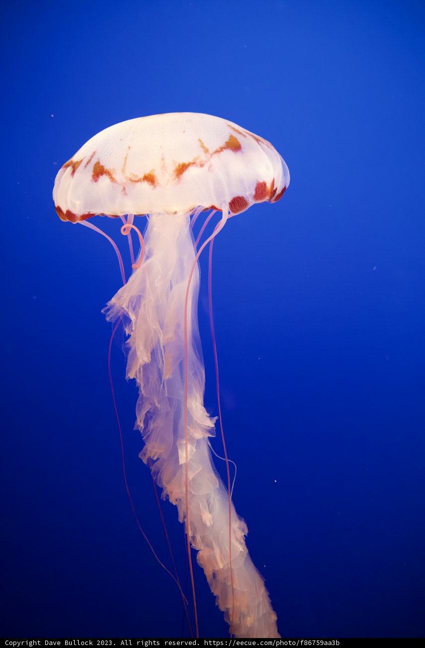 Ethereal Beauty of the Deep