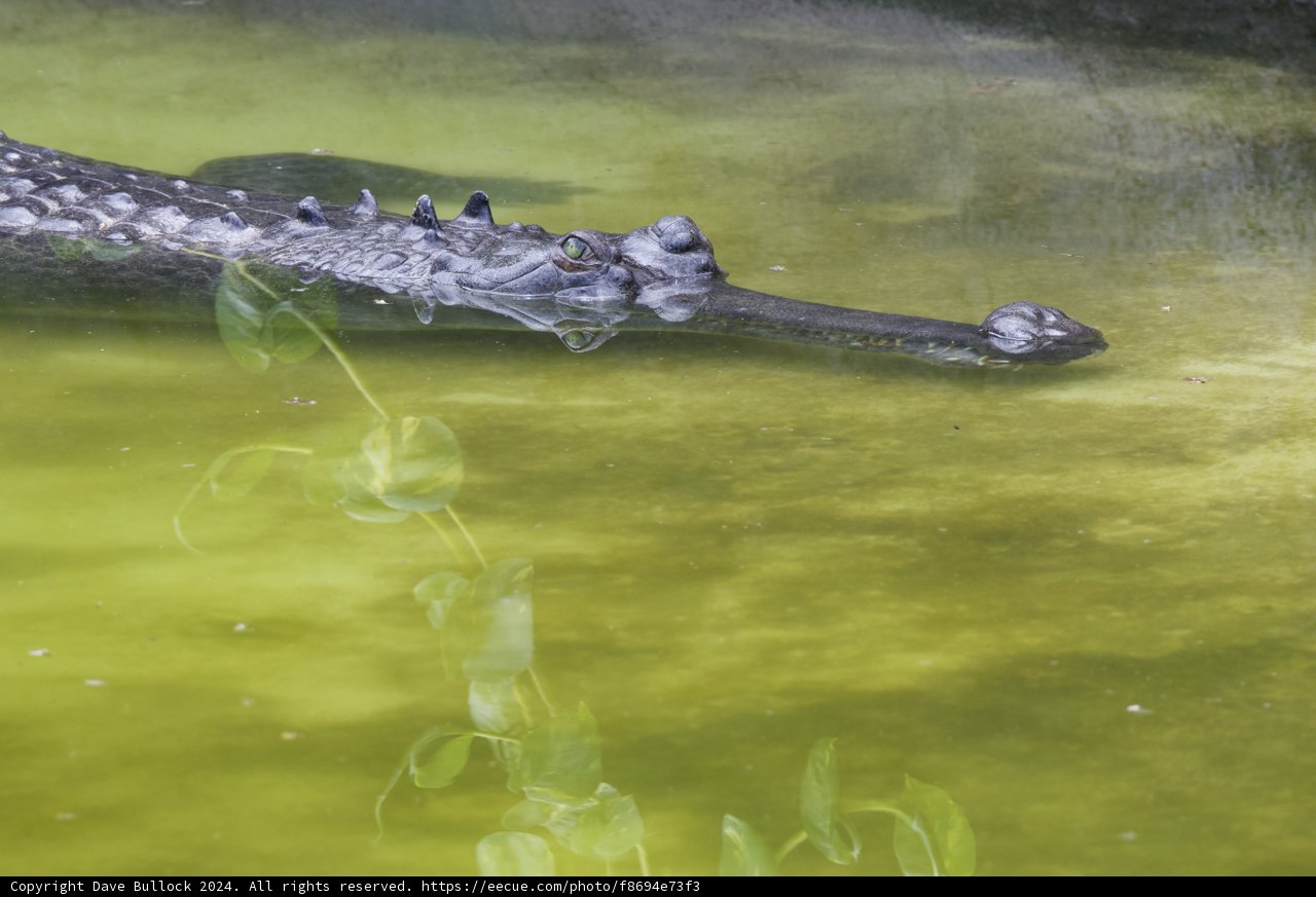 Stealth and Serenity: The Gaze of the Gharial