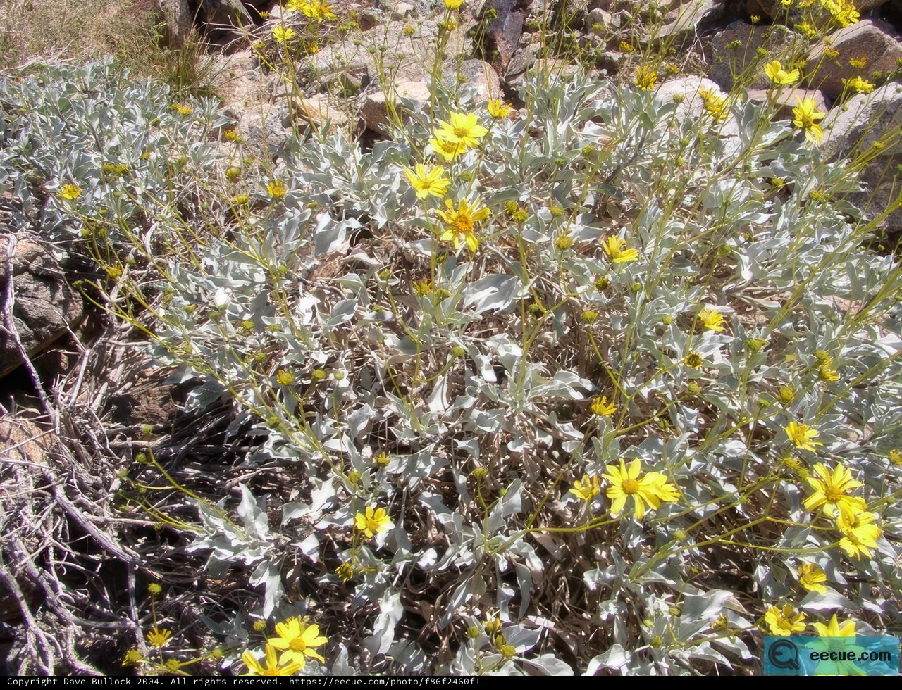 Desert Daisy