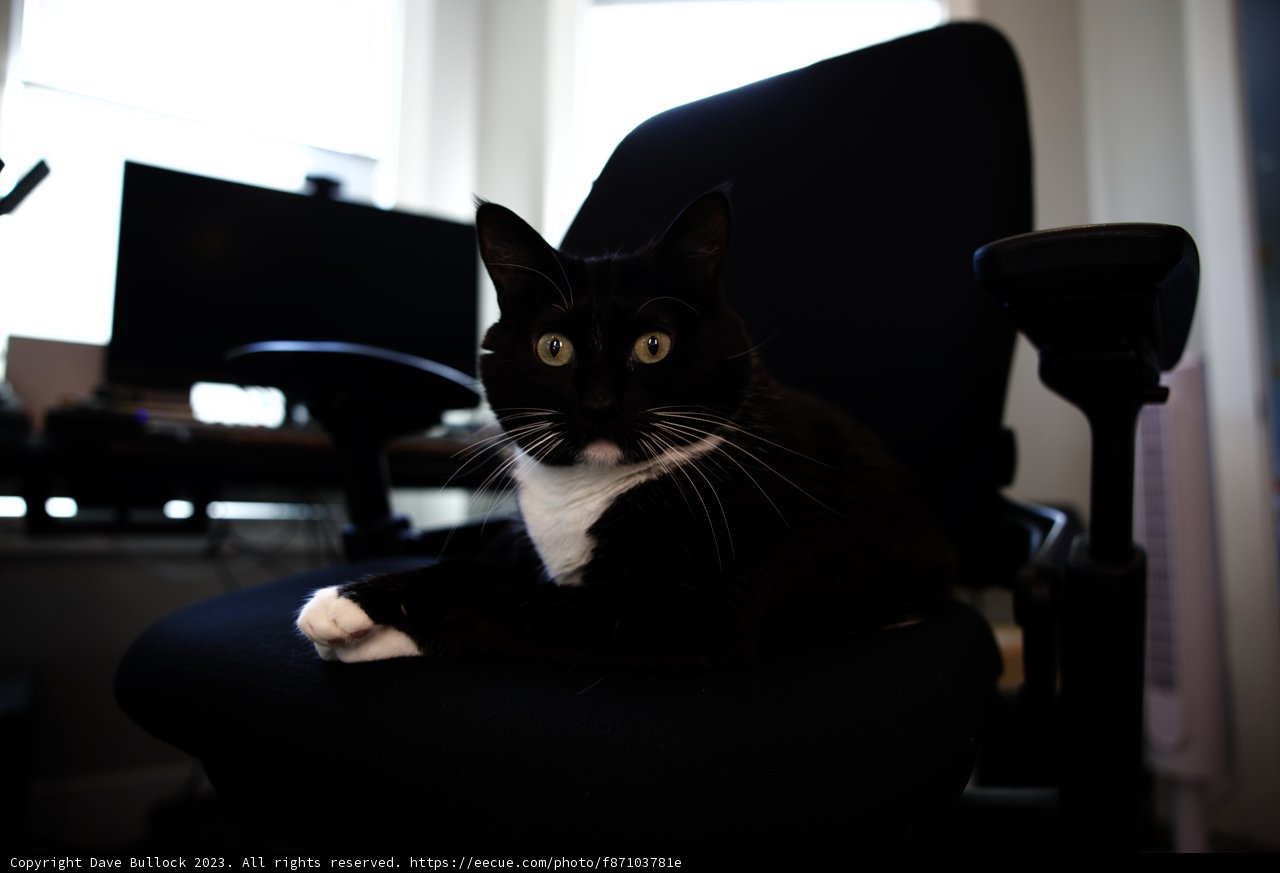 The Sophisticated Feline Office Assistant