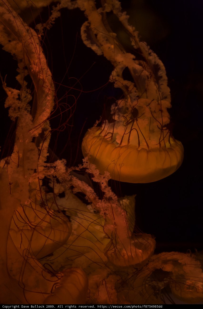Illuminated Jellyfish in the Depths of the Ocean