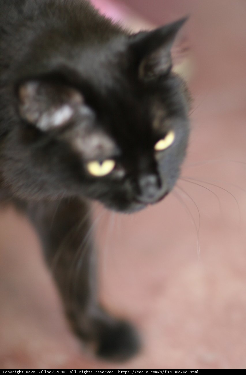The Enigmatic Black Cat