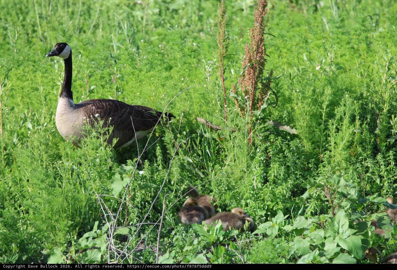 Canada Goose with Goslings in Lush Wetland Vegetation