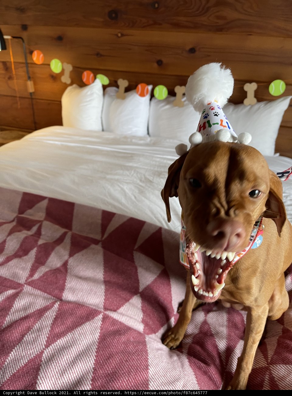 Birthday Dog