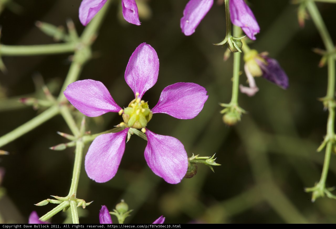 Purple Geranium in Bloom