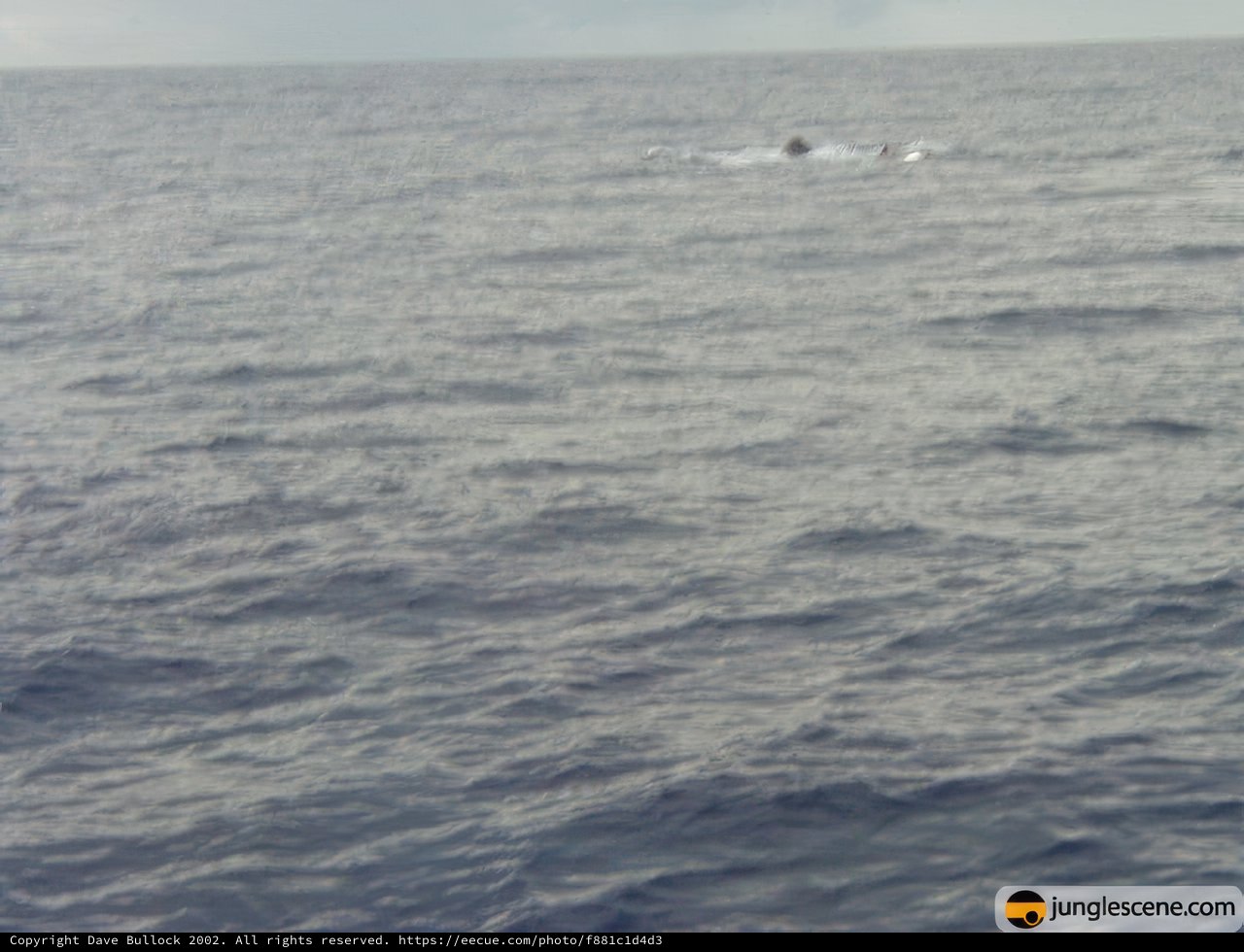 Majestic Whale in the Open Waters
