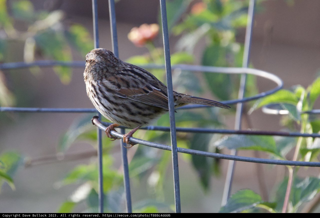 Serene Sparrow at Fort Mason