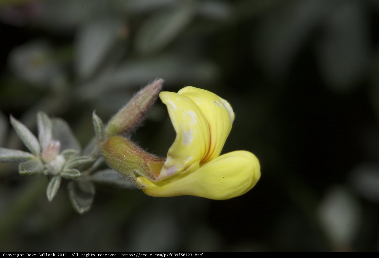 A Blooming Beauty