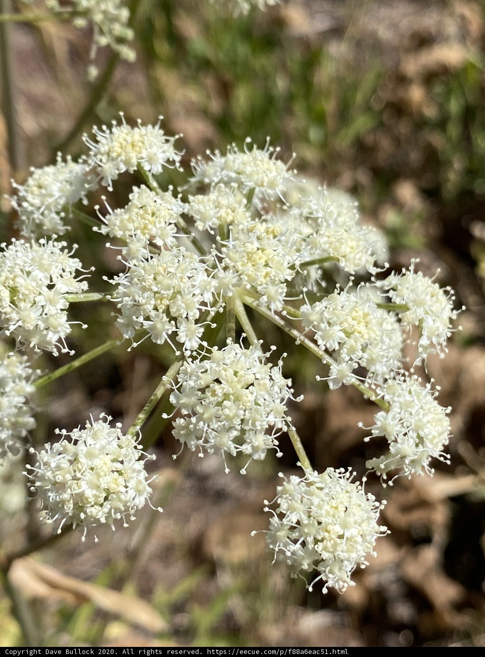 White Flowered Apiaceae Plant