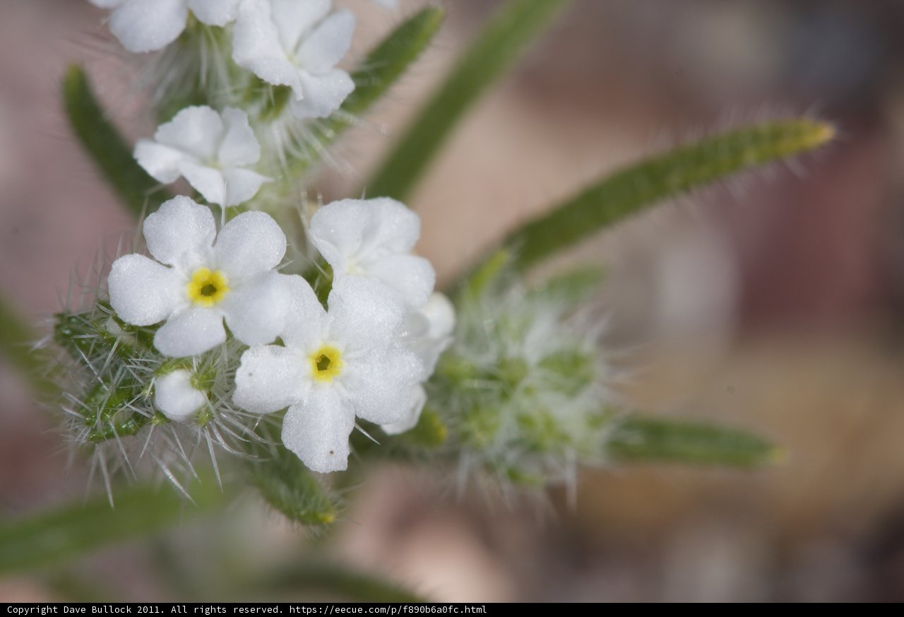 Delicate Geranium Blossom