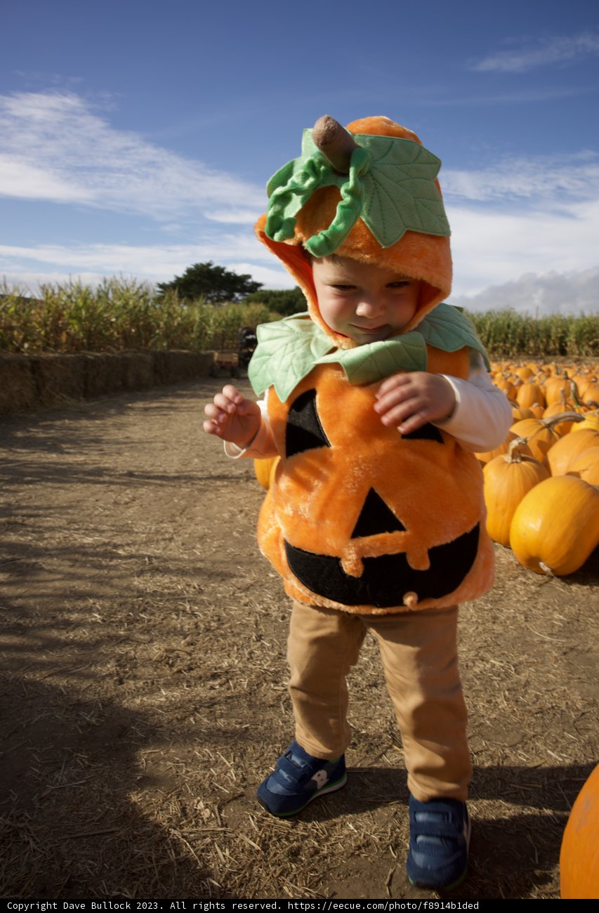 Pumpkin Patch Adventure in Halfmoon Bay