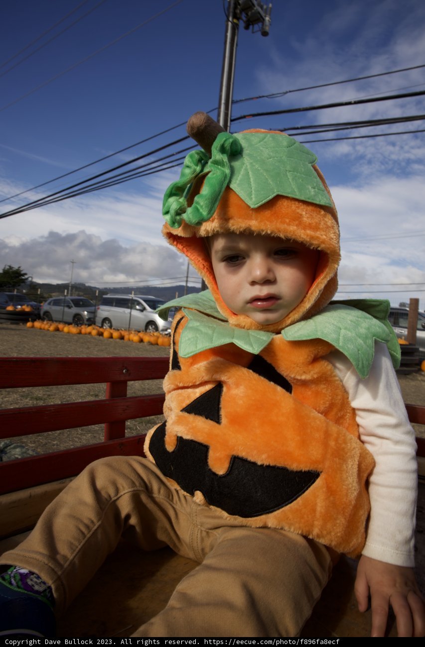 Pumpkin Patch Adventures with Wesley
