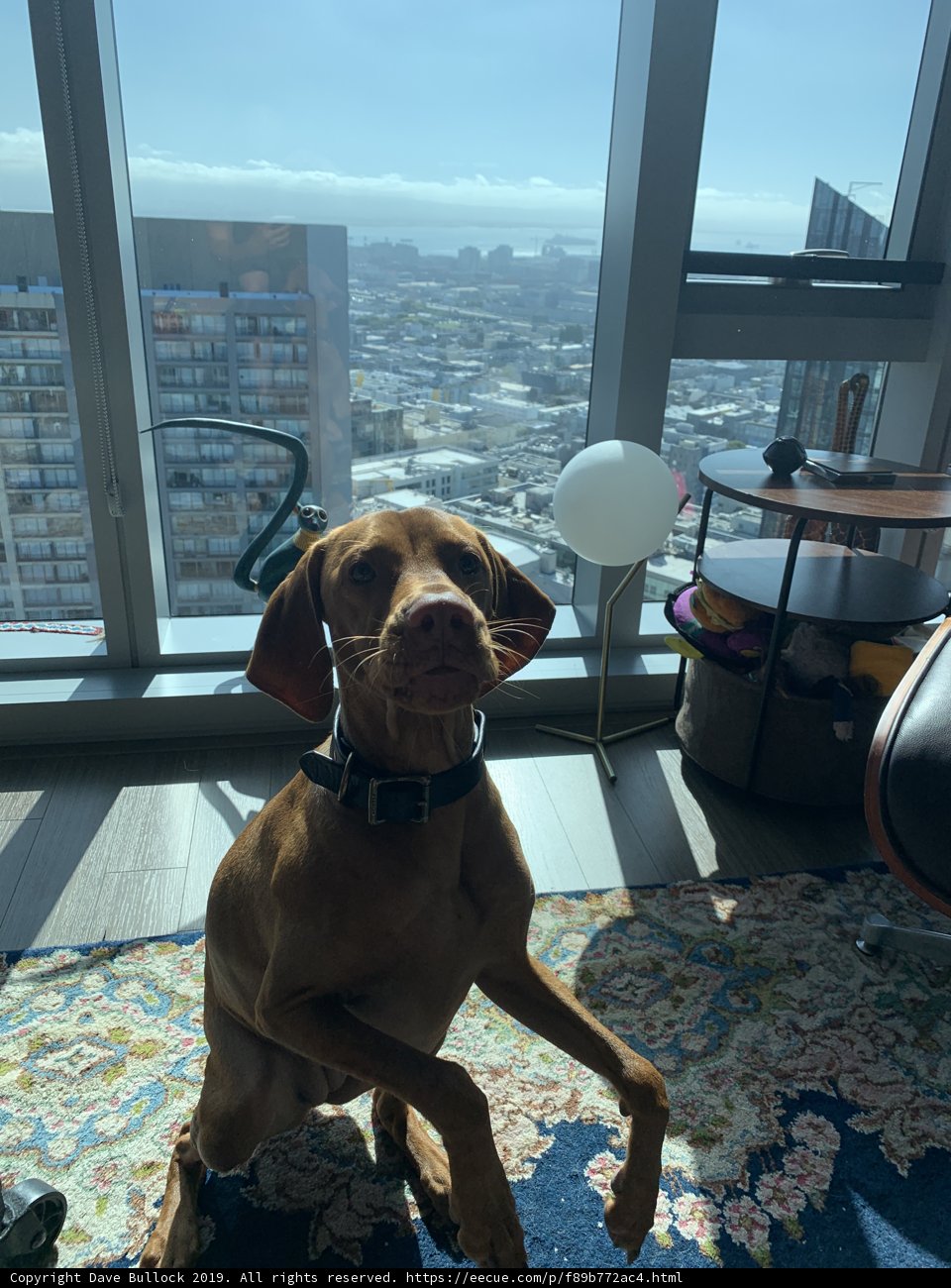 Cityscape Dog