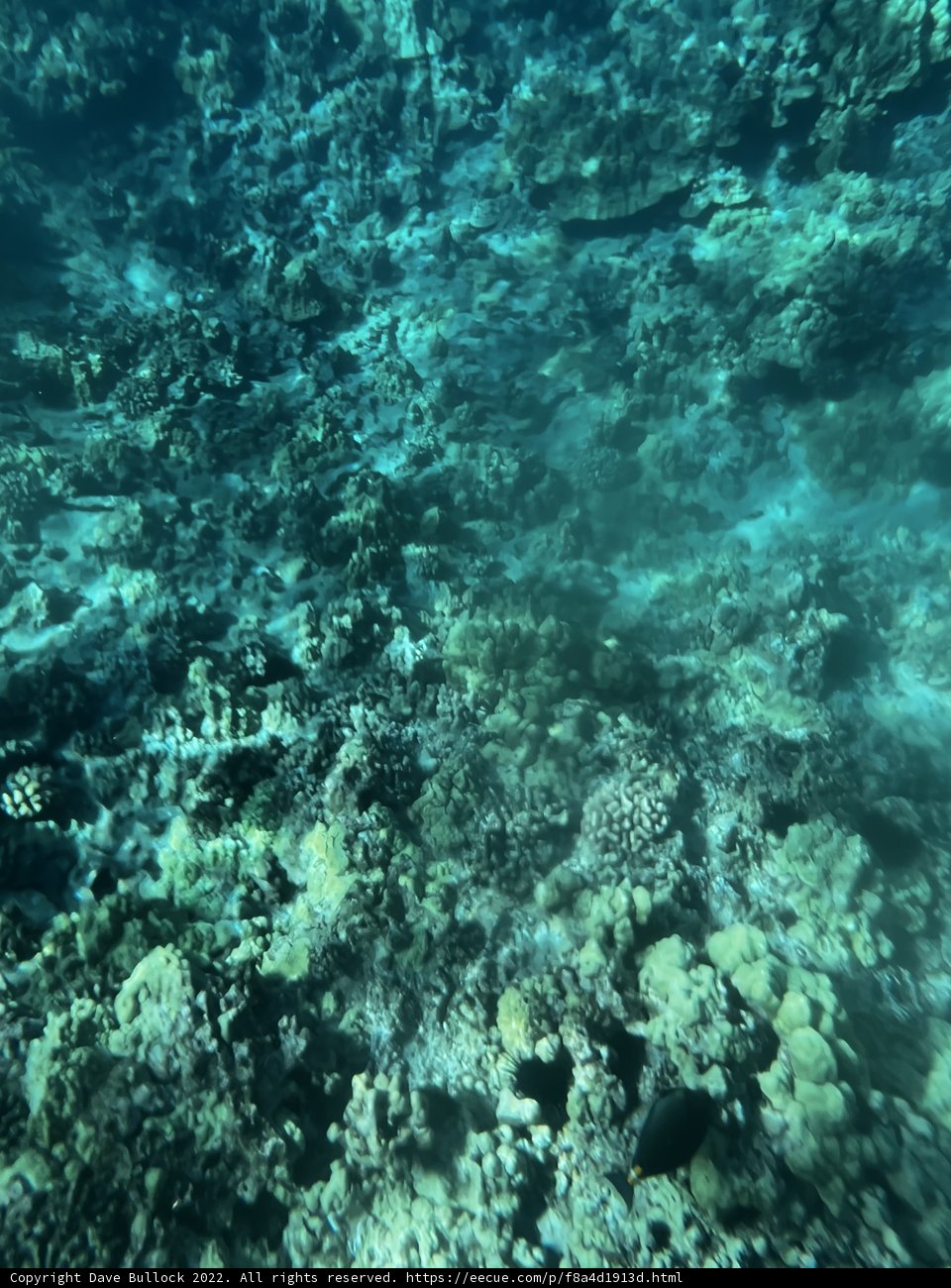 A Breathtaking Aerial View of Hawaiʻi's Coral Reef