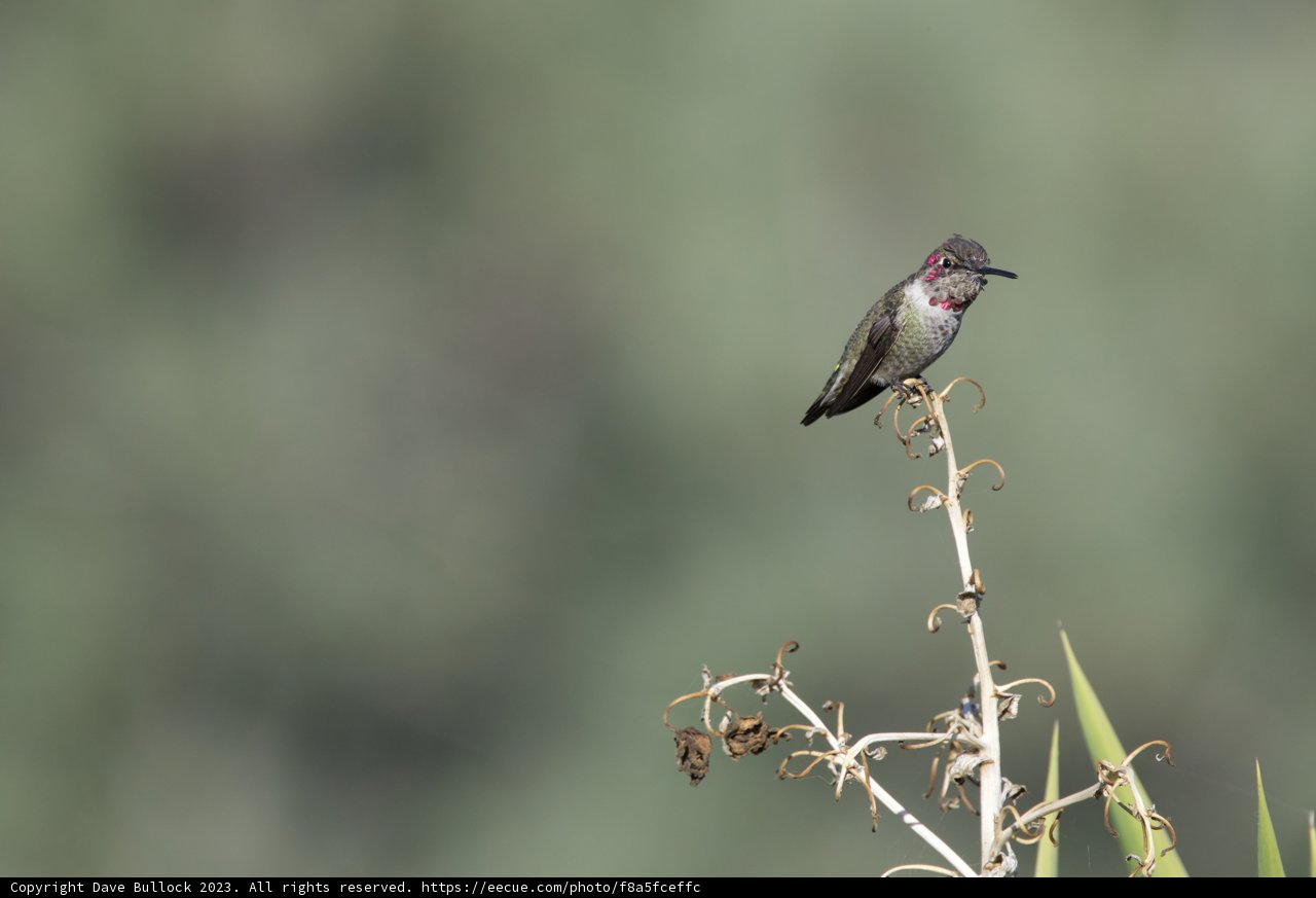 El Serene Charm: The Radiant Hummingbird