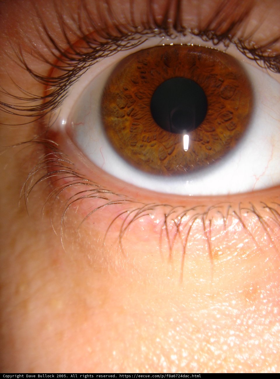 Brown-eyed Beauty