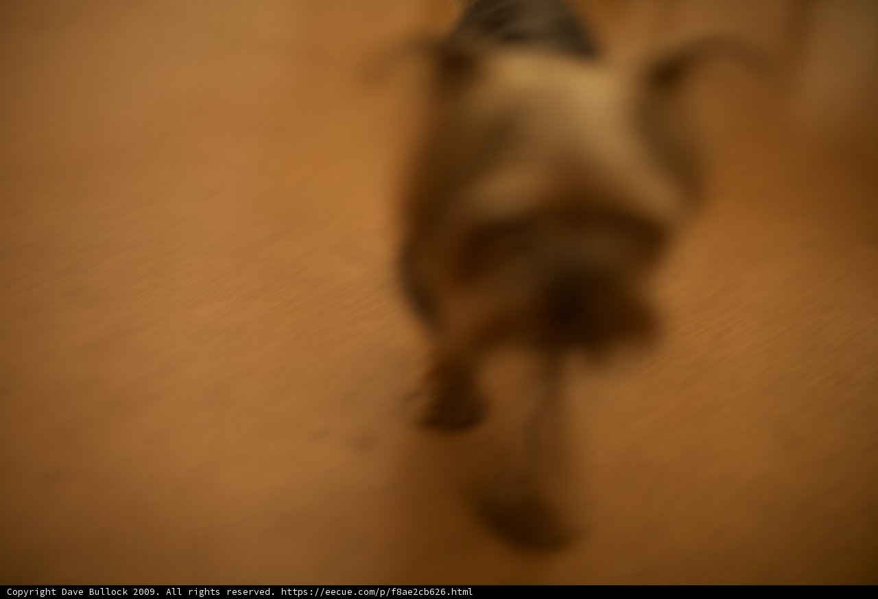 Blurry Paws on Hardwood