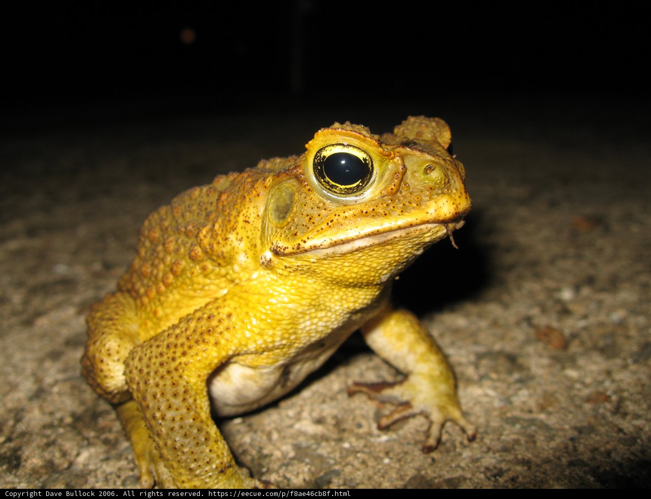 Goggle-Eyed Frog-Toad