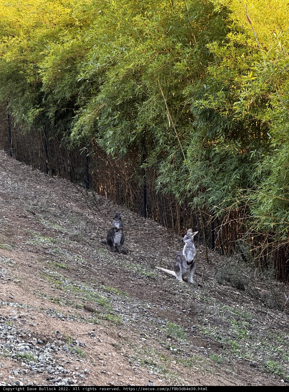 Kangaroos in the Woodland