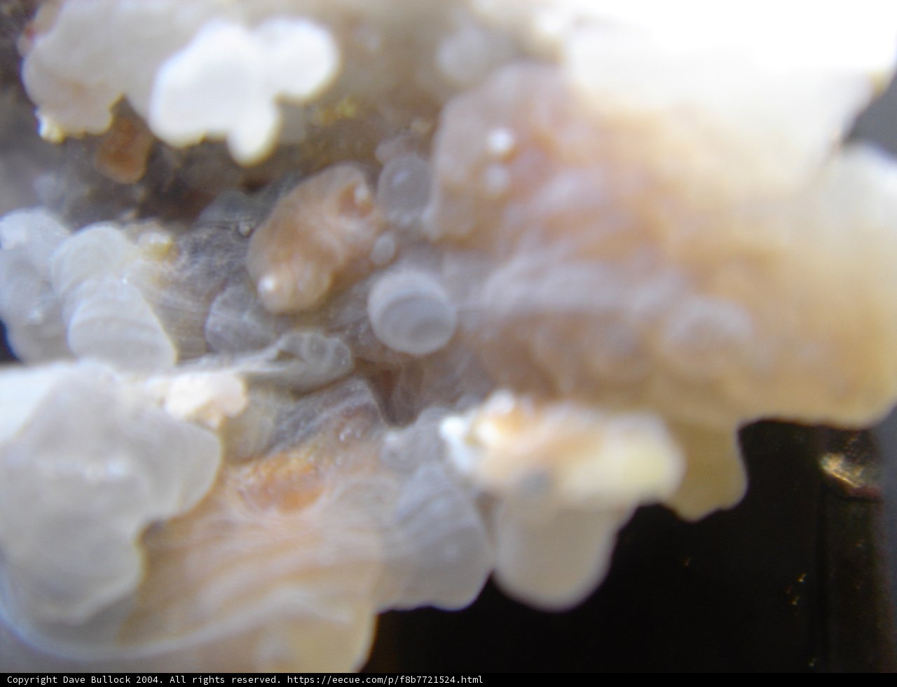 White and Yellow Crystals on a Rock