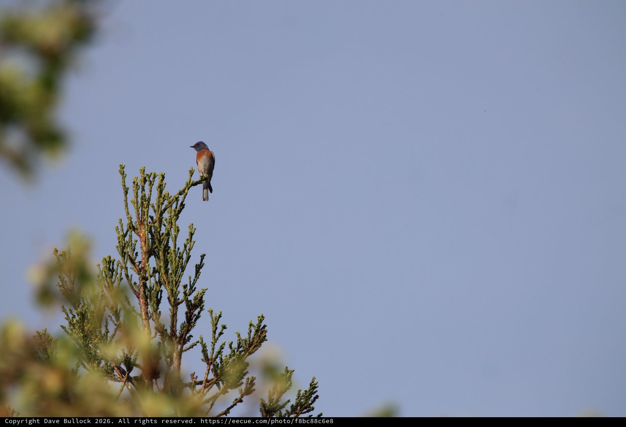 Western Bluebird Perched on Evergreen Treetop at Dusk