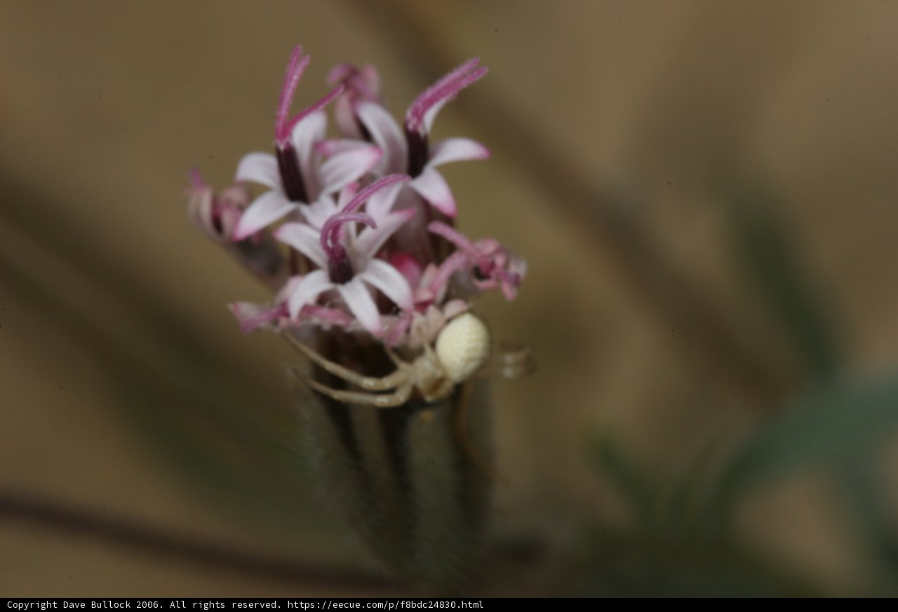 Arachnid on Petals