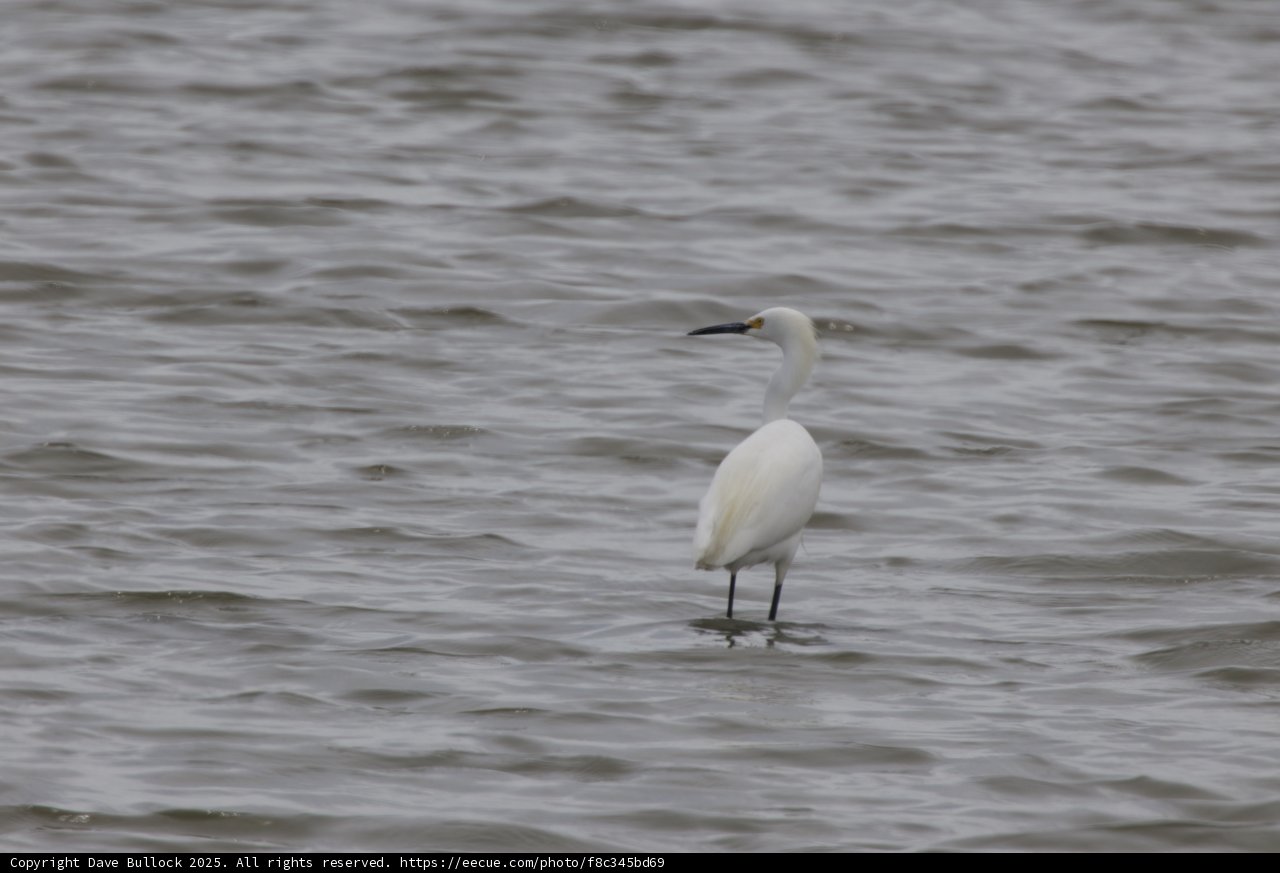 Elegance in the Wetlands