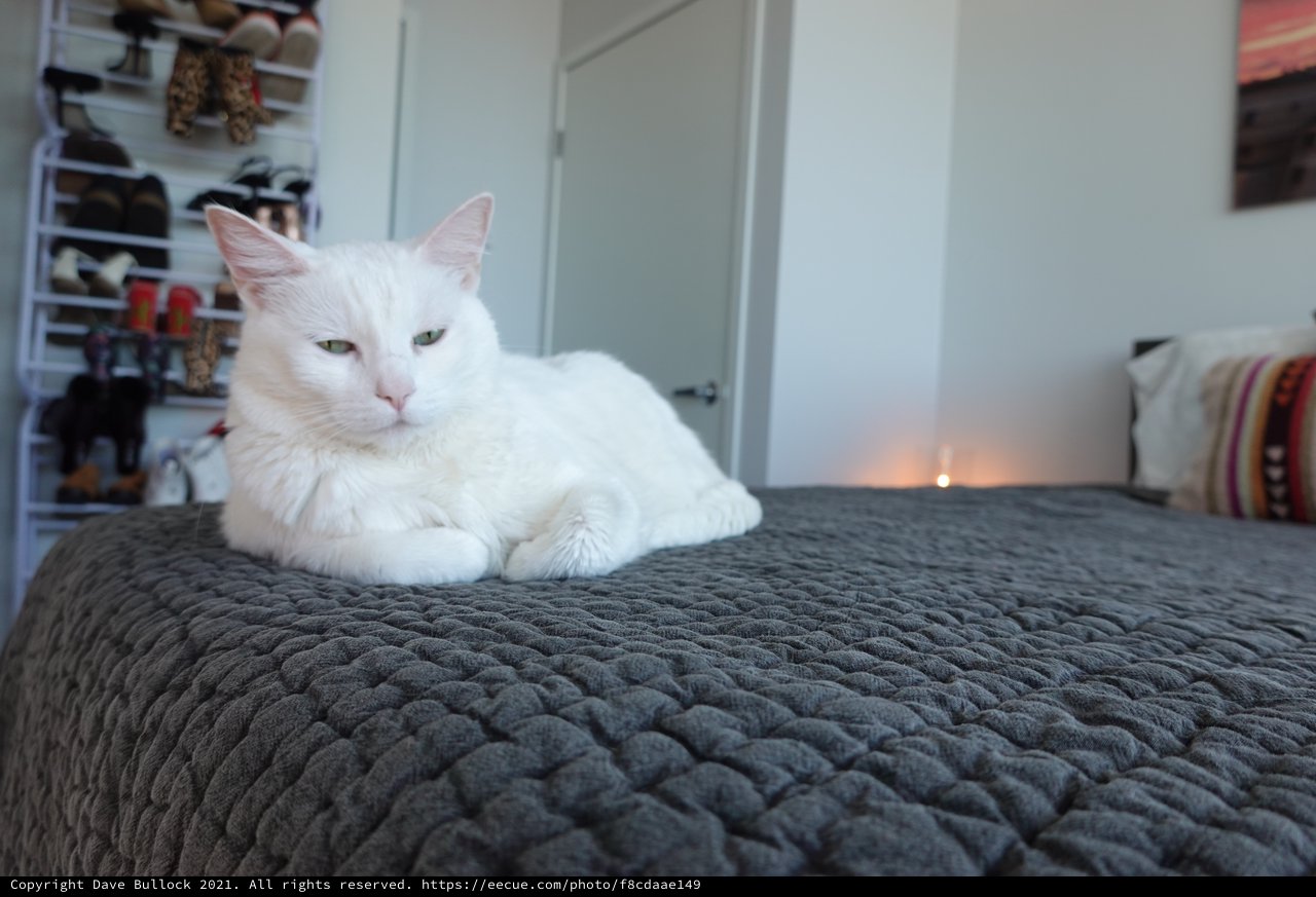 White Cat Relaxing on Gray Quilted Bedding