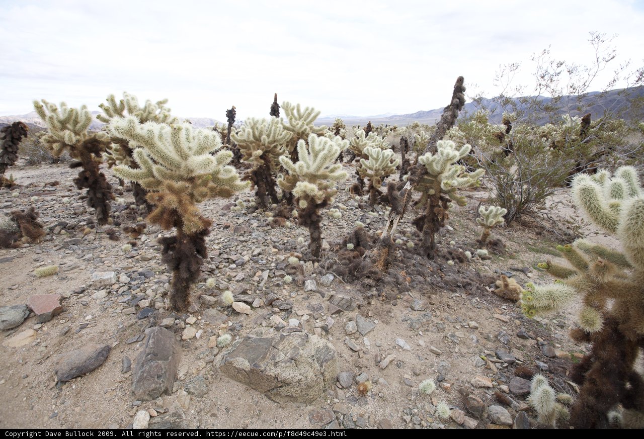 Desert Cactus Oasis