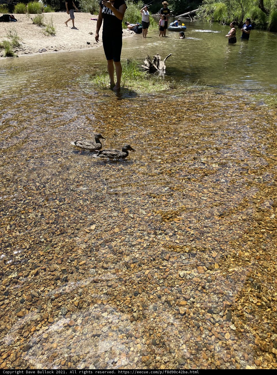 Man and Ducks in Yosemite Pond