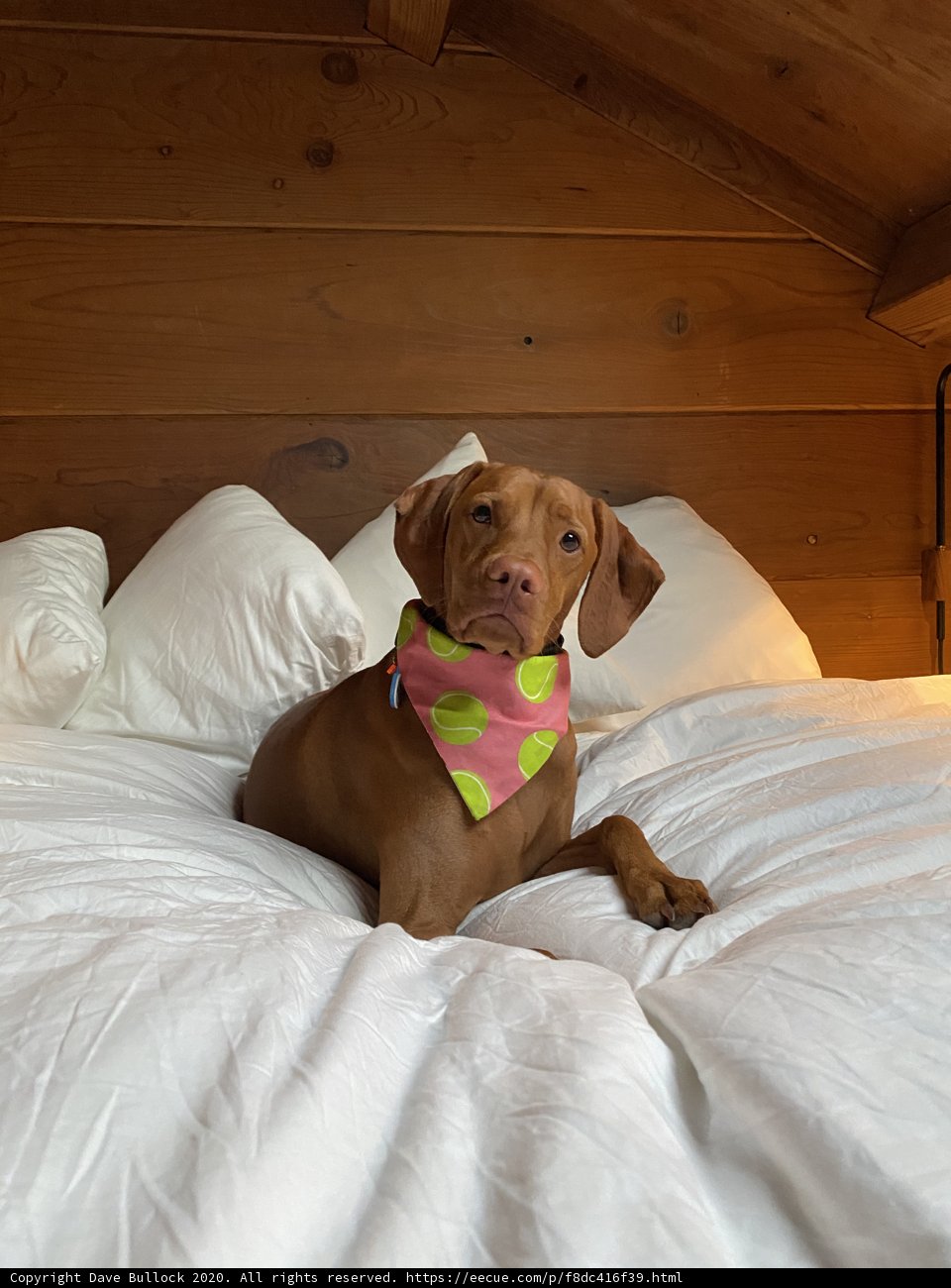 Cozy Vizsla