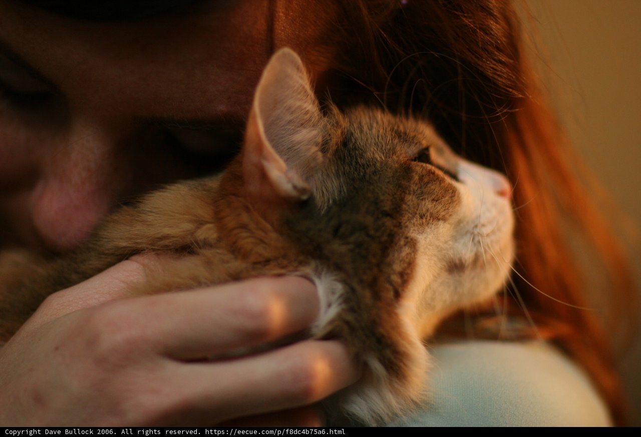 Woman Bonding with Her Abyssinian Cat