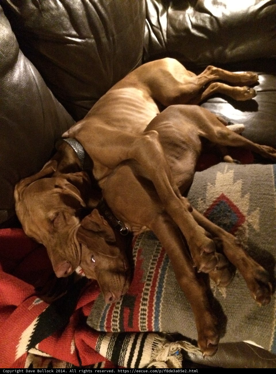 Couch Canines