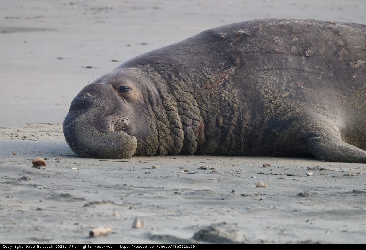 Elephant Seal Resting on Sandy Beach at Drakes Beach