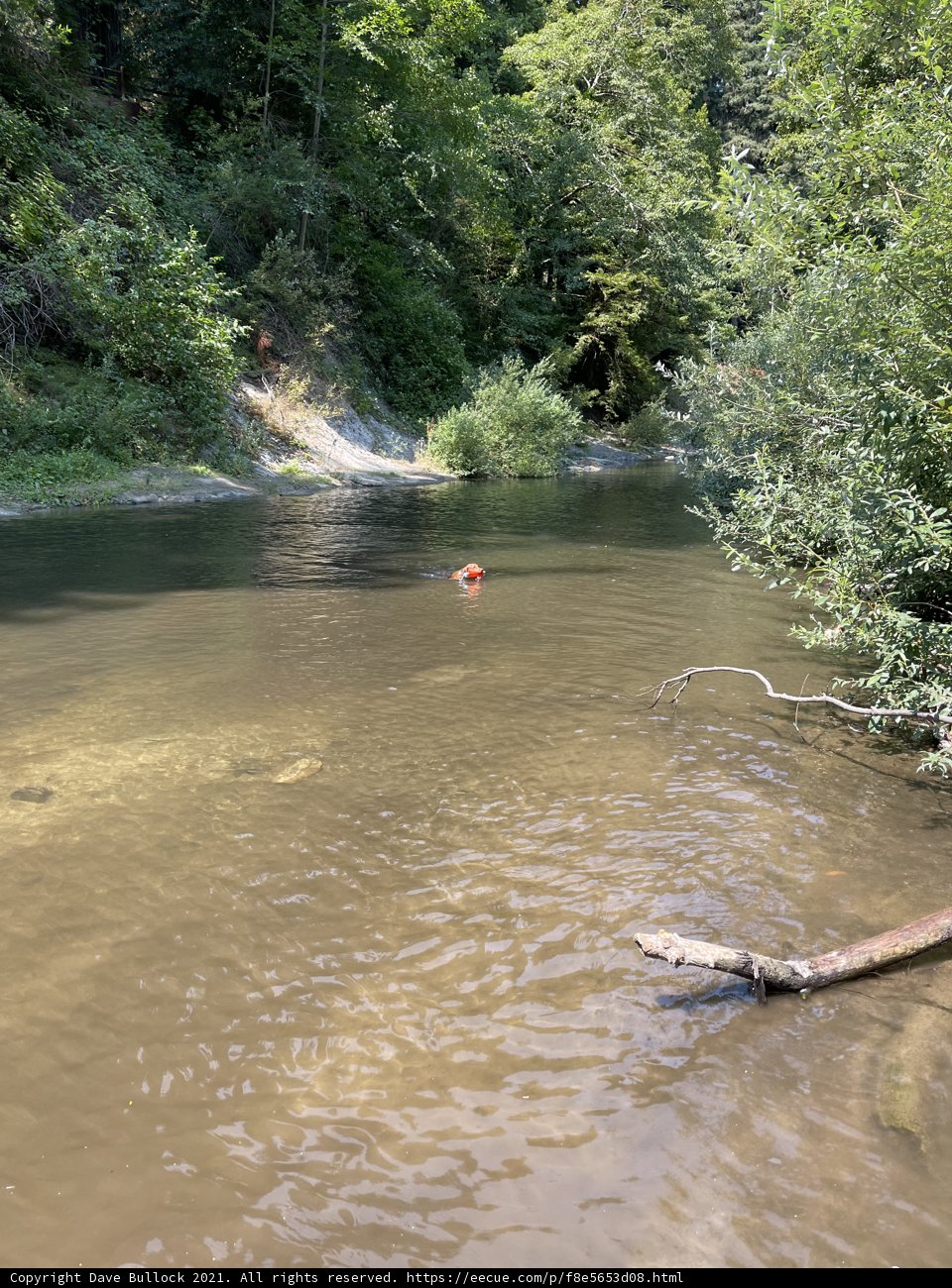 Frisbee Fun in the River