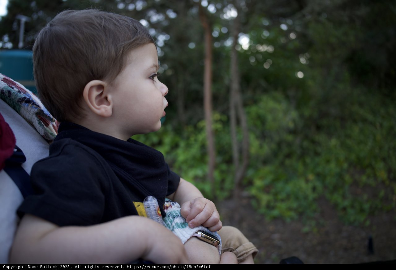 Little Explorer in the Green Cove