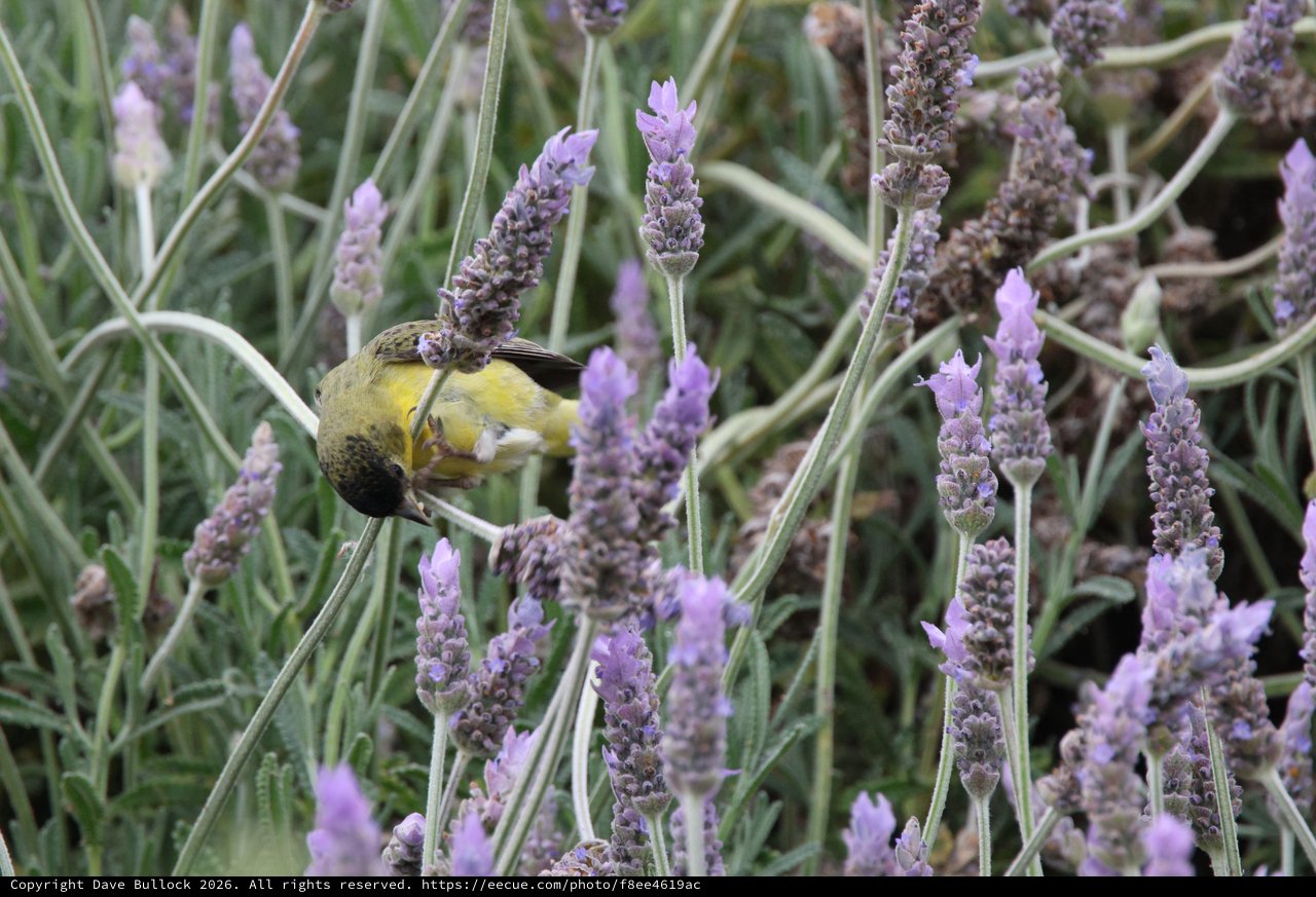 Yellow Bird Feeding on Lavender Flowers