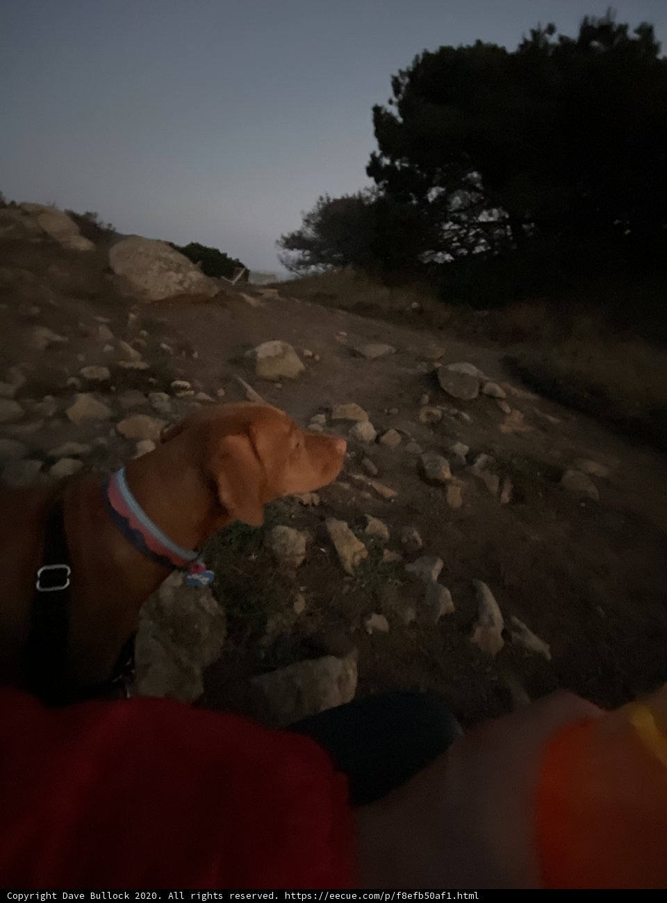 A Pooch's Rocky View