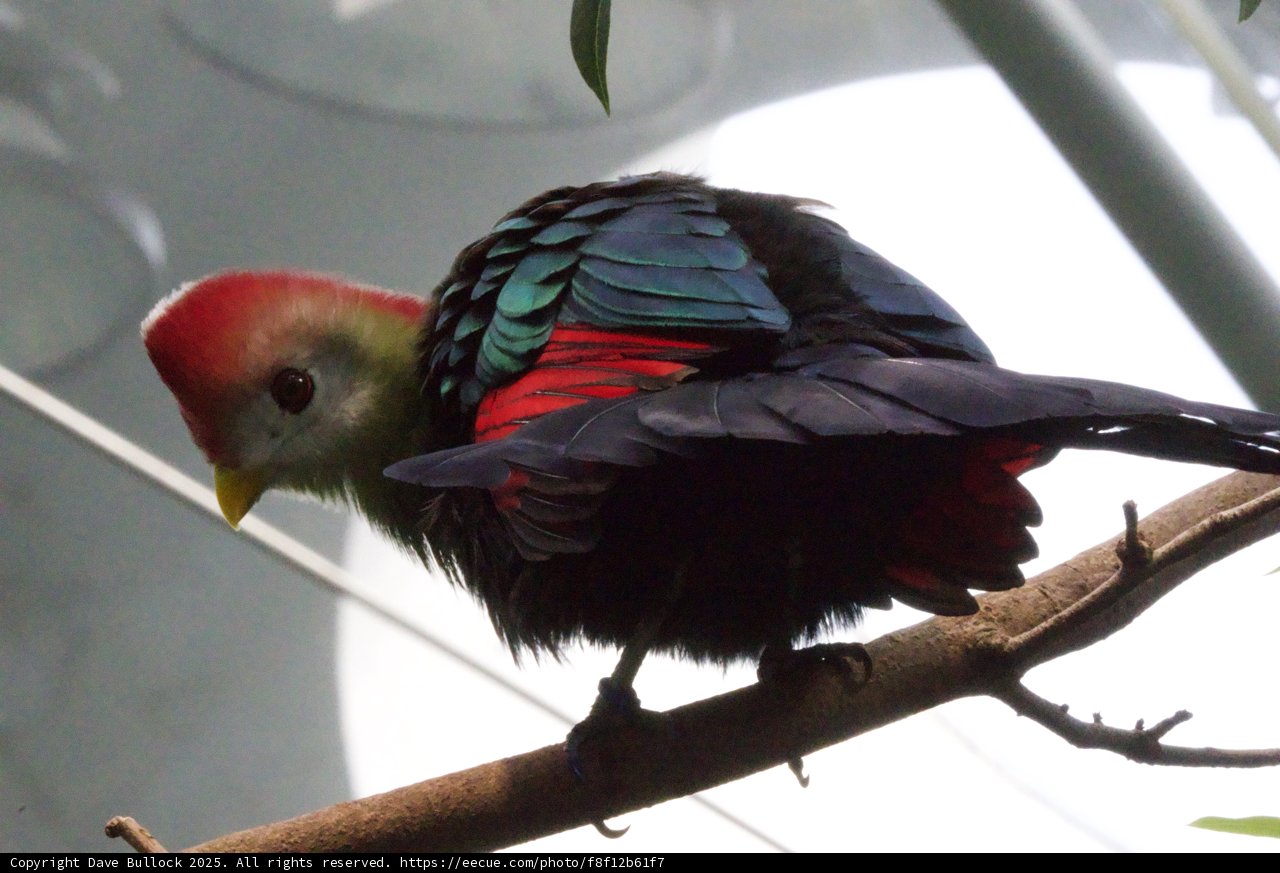 **Perched Elegance: A Colorful Encounter**