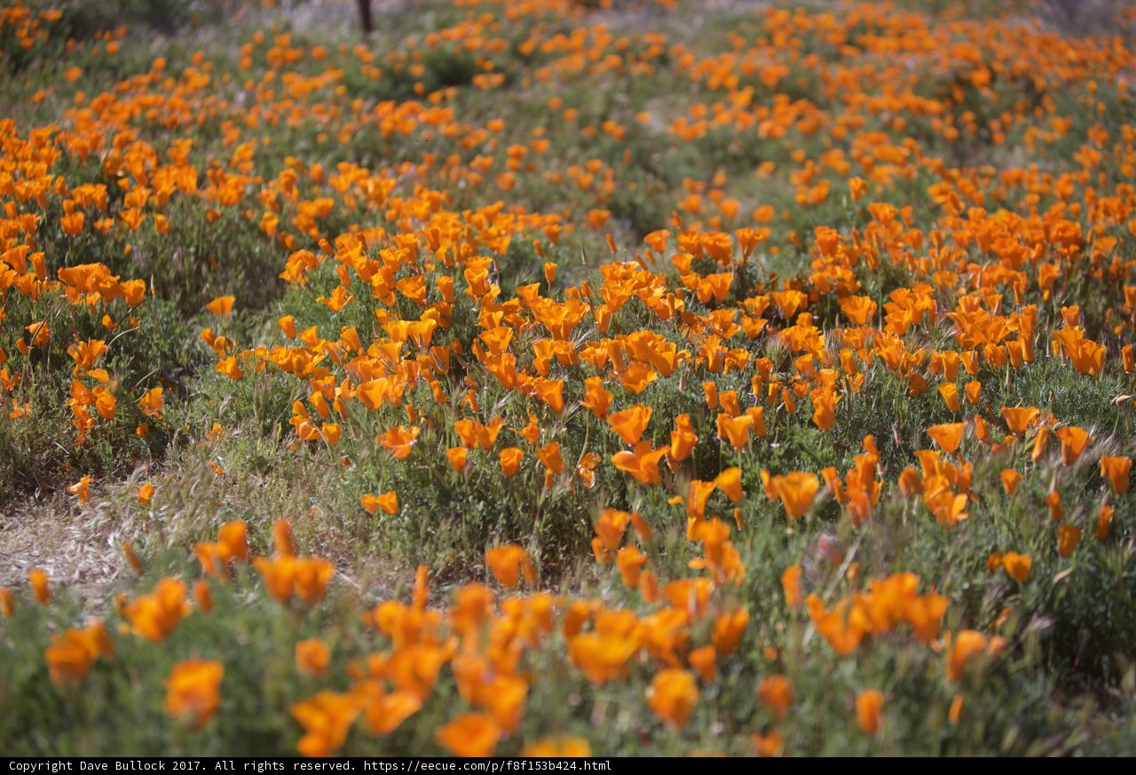 Fields of Gold: California Poppies in Bloom