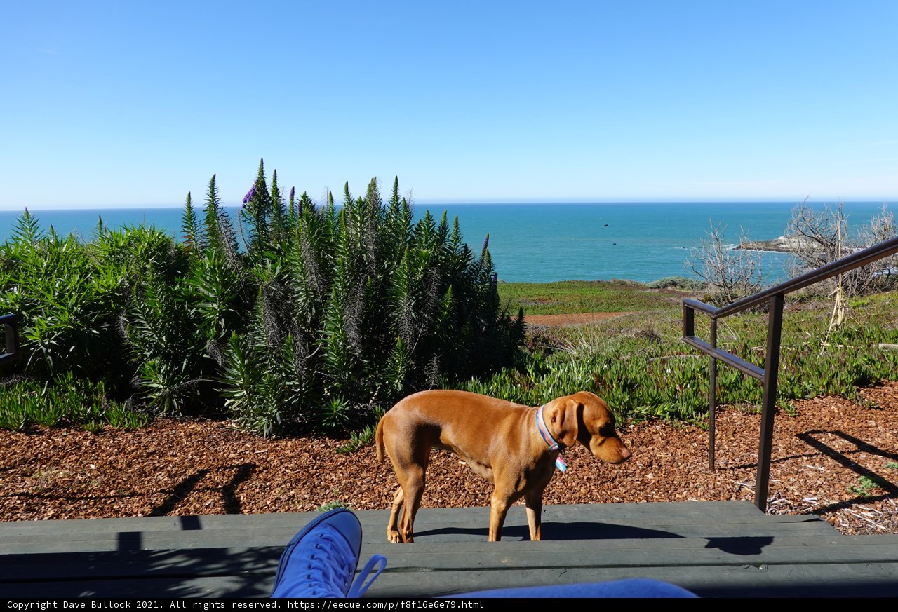 Canine Contemplation by the Pacific