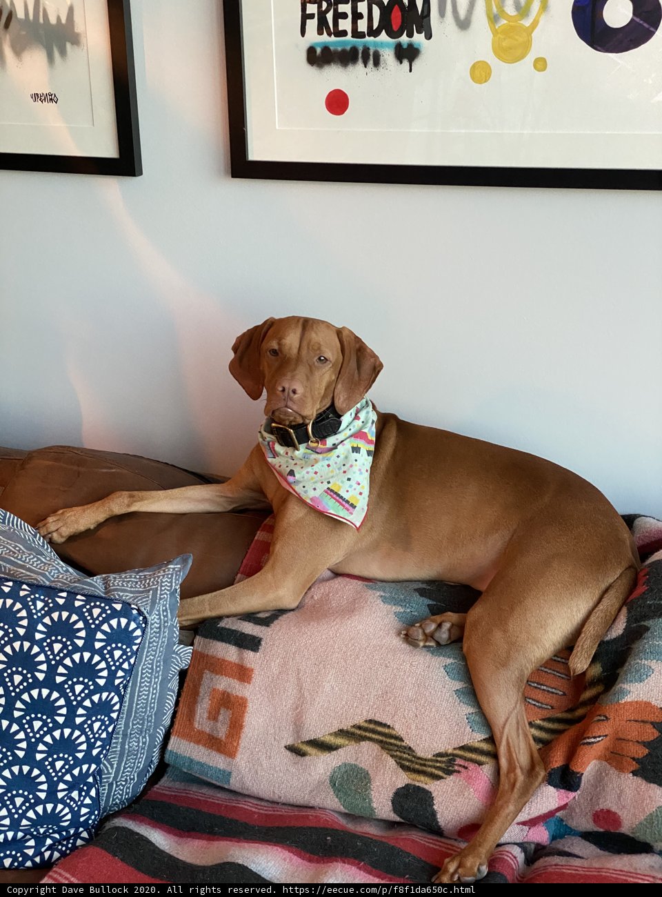 Cozy Companion