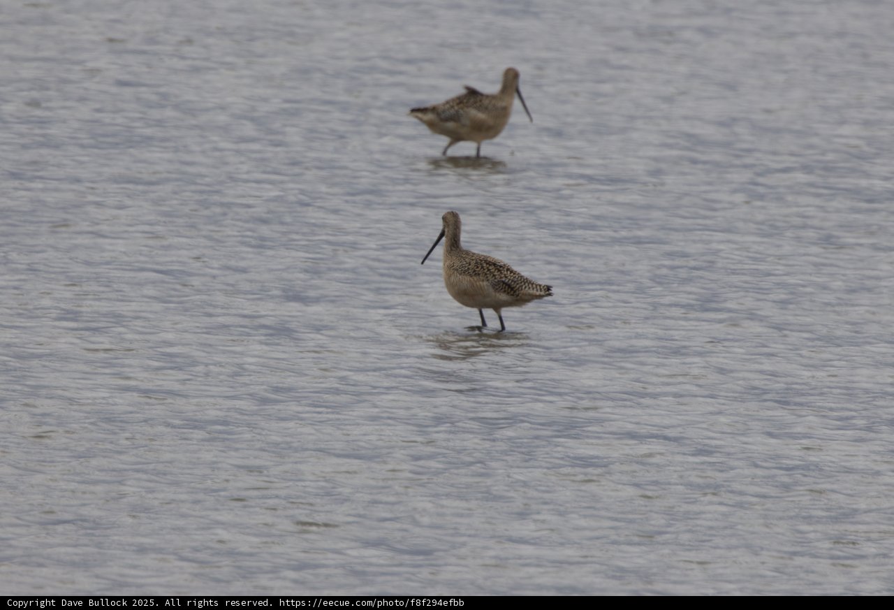 Tranquil Waders