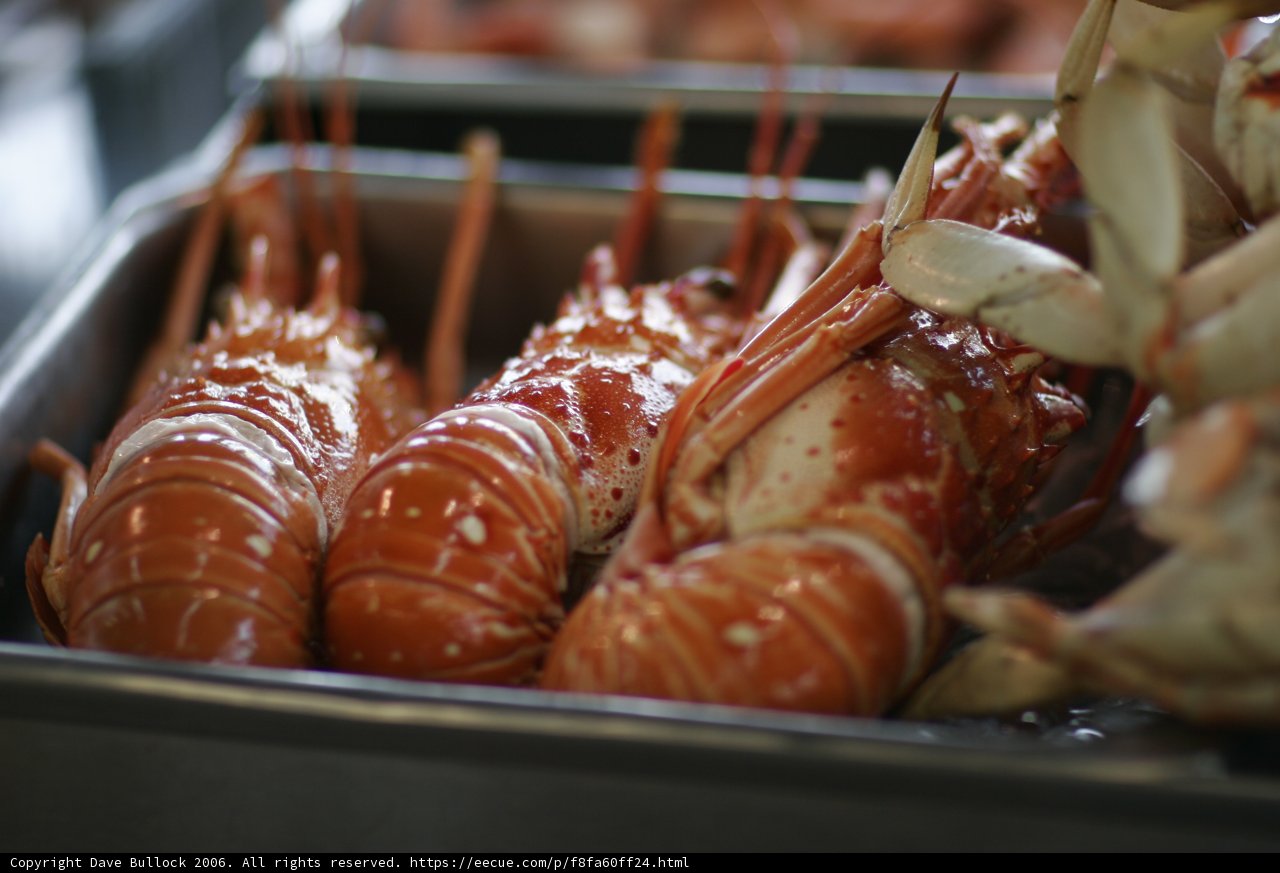 A sumptuous tray of freshly cooked lobsters